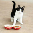 when to switch from kitten to cat food