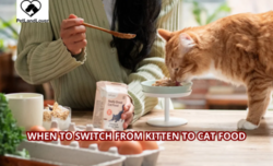 When to Switch From Kitten to Cat Food?