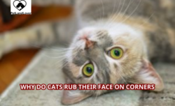 Why Do Cats Rub Their Face on Corners?