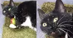 why does catnip make cats crazy