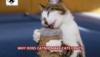 Why Does Catnip Make Cats Crazy?