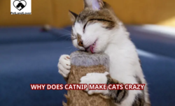 Why Does Catnip Make Cats Crazy?