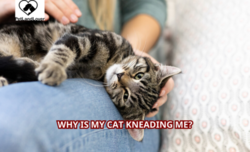 Why Is My Cat Kneading Me?